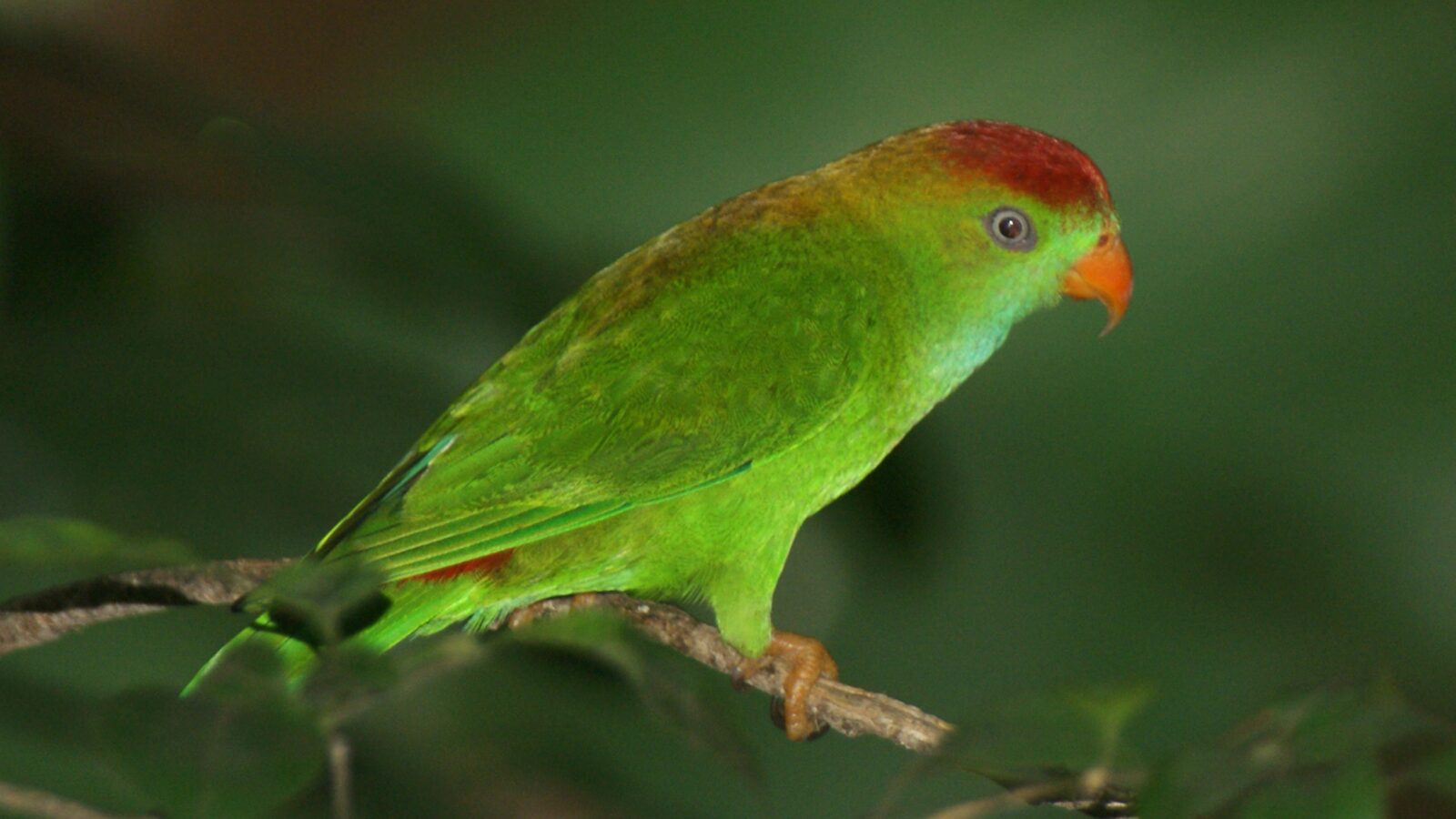 Sri Lanka Hanging Parrot
