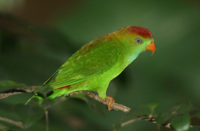 Sri Lanka Hanging Parrot
