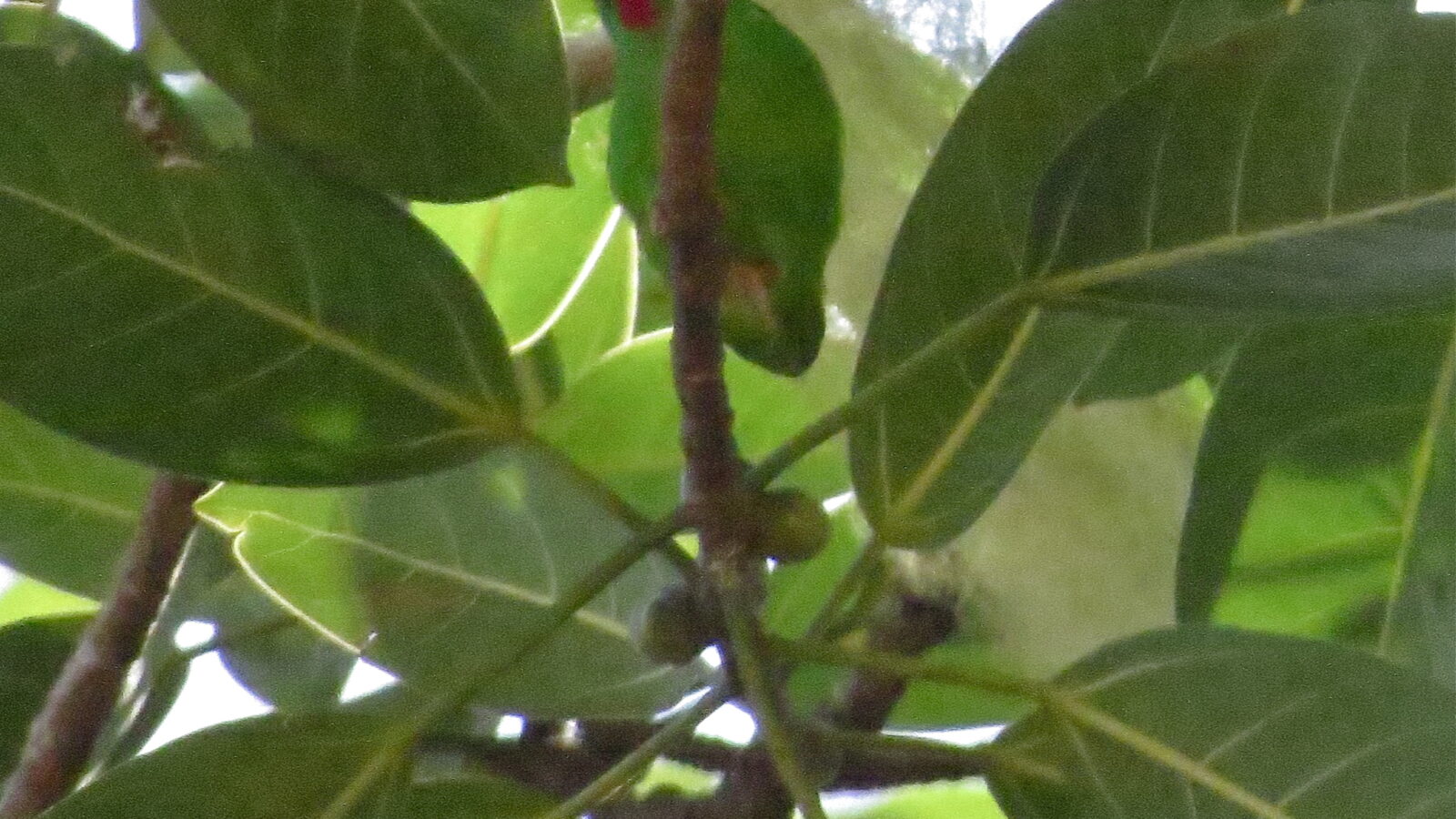 Wallace’s Hanging Parrot