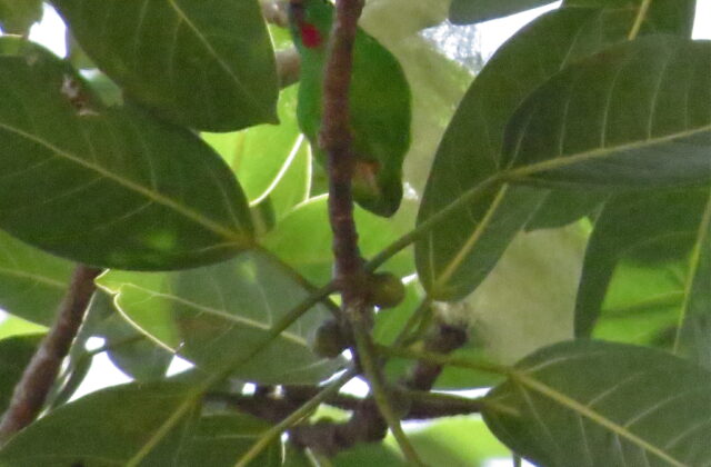Wallace’s Hanging Parrot
