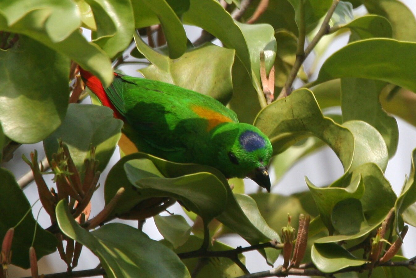 Blue-crowned Hanging Parrot