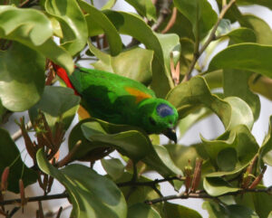 Blue-crowned Hanging Parrot