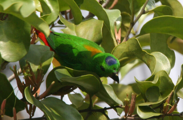 Blue-crowned Hanging Parrot