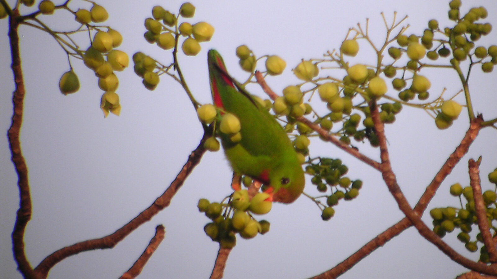 Philippine Hanging Parrot