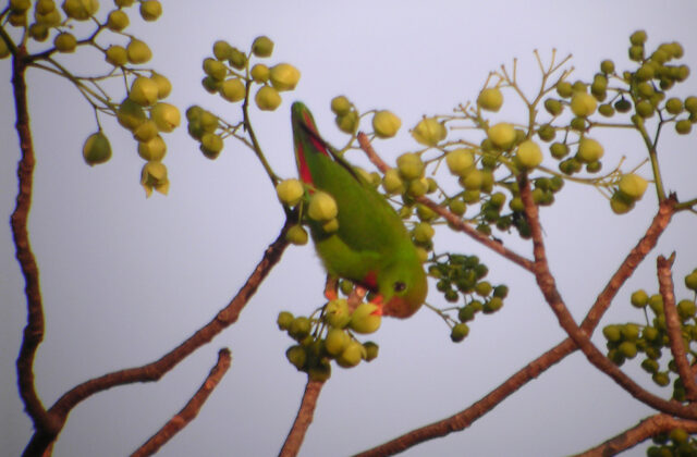Philippine Hanging Parrot