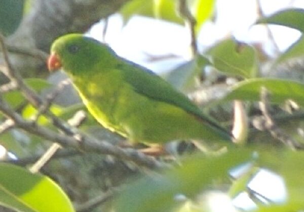 Yellow-throated Hanging Parrot