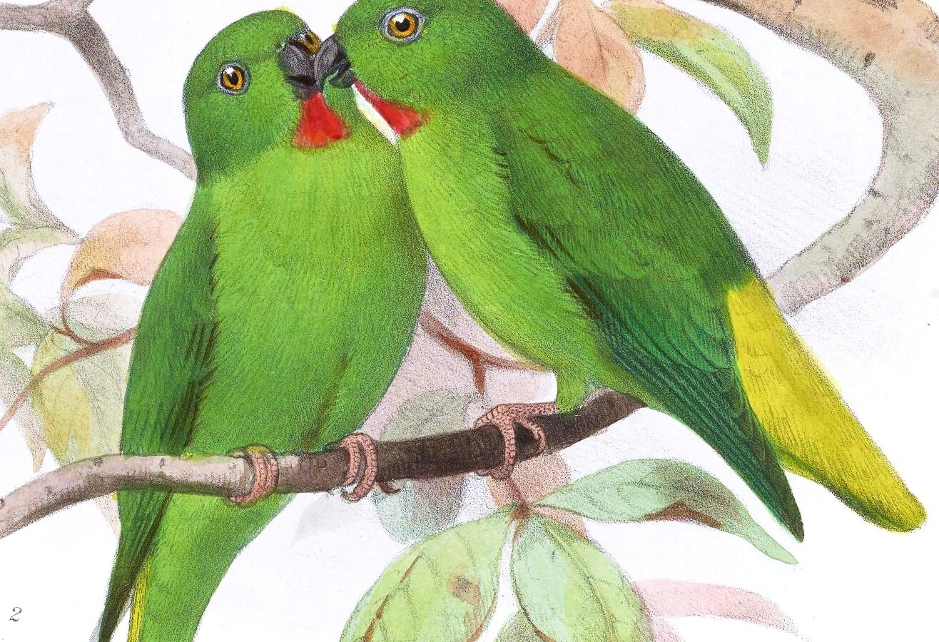 Bismarck Hanging Parrot