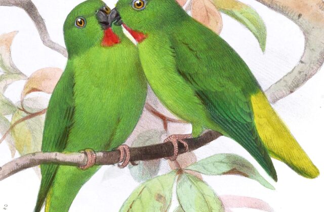 Bismarck Hanging Parrot