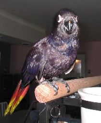 Black Lory