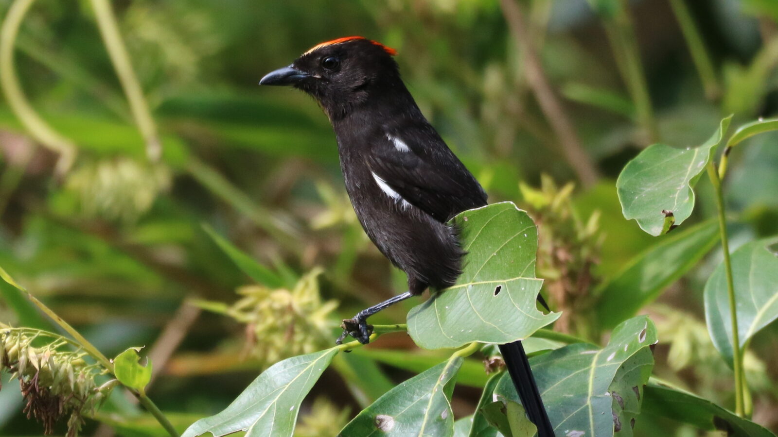 Flame-crested Tanager
