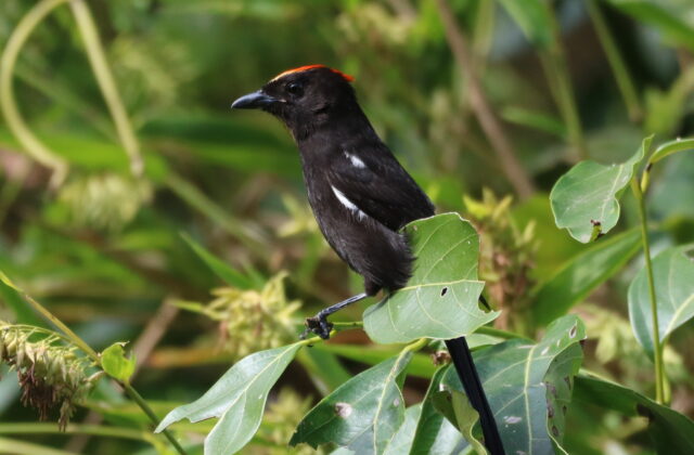 Flame-crested Tanager
