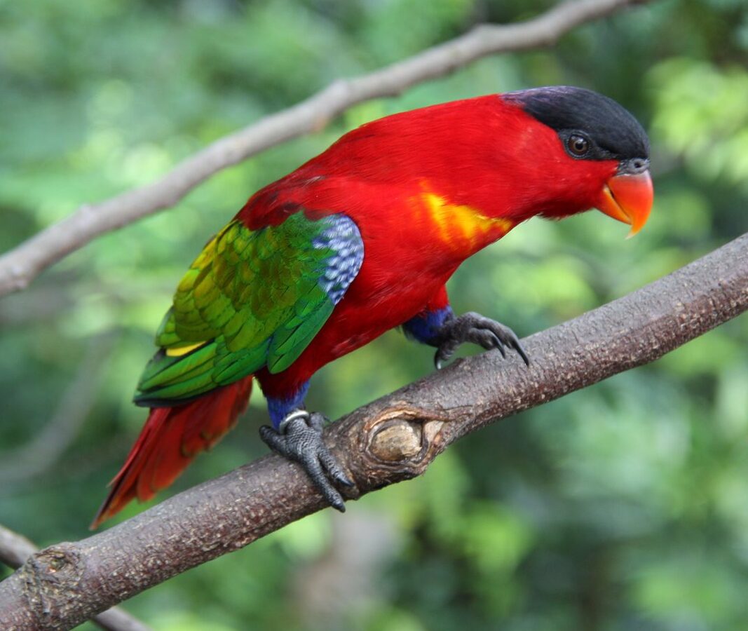 Purple-naped Lory