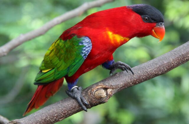 Purple-naped Lory