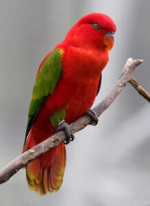 Chattering Lory