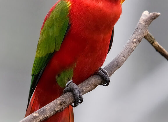 Chattering Lory