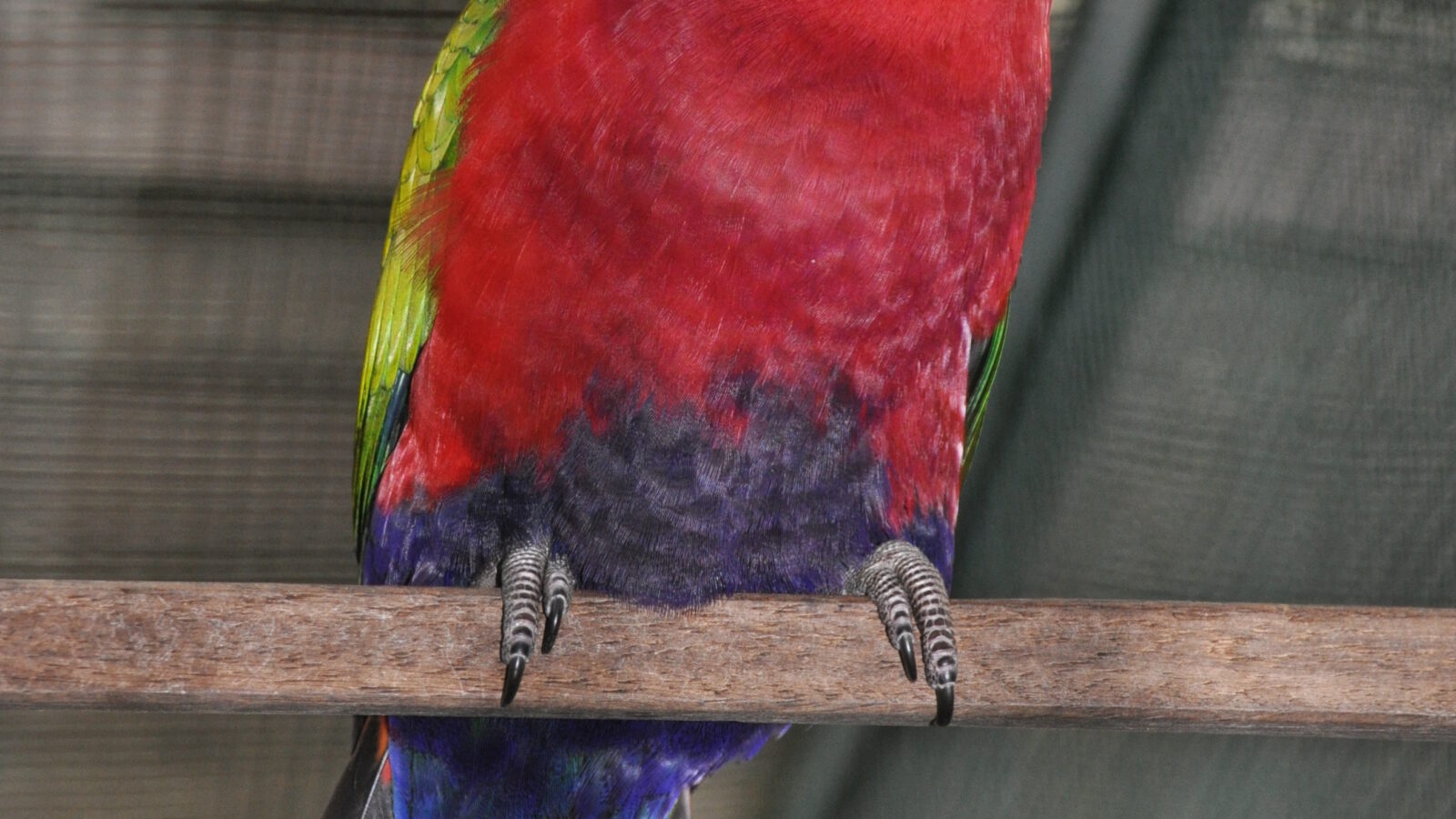 Purple-bellied Lory
