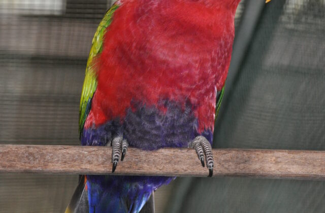 Purple-bellied Lory