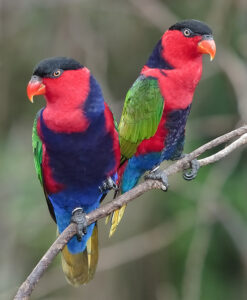 Black-capped Lory