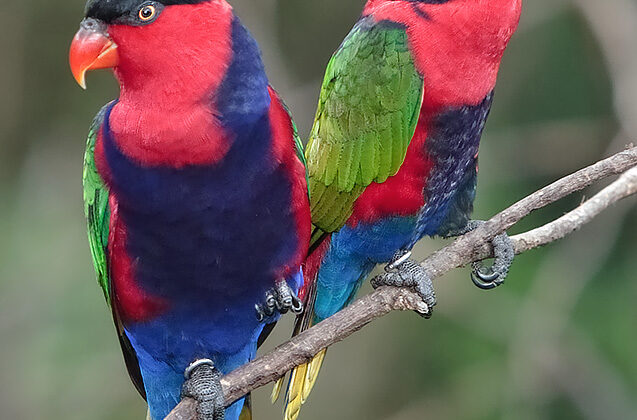 Black-capped Lory