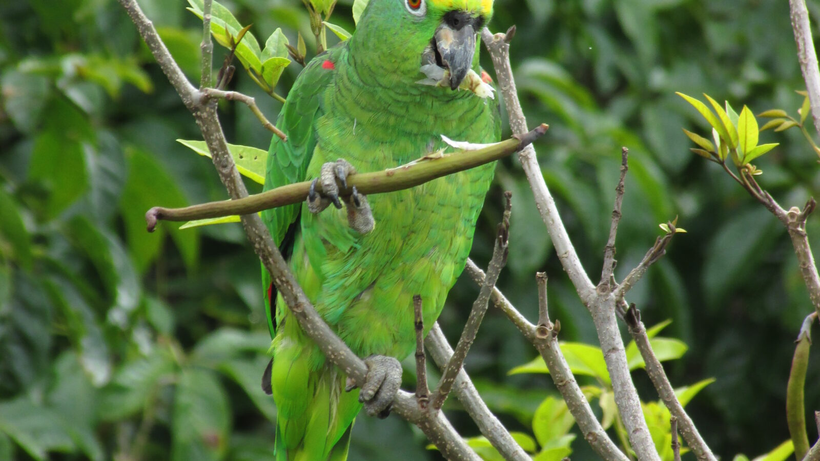 Yellow-crowned Amazon