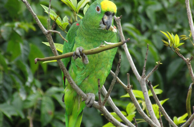 Yellow-crowned Amazon