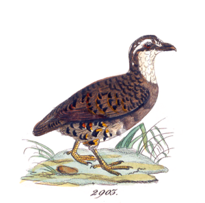 Grey-breasted Partridge