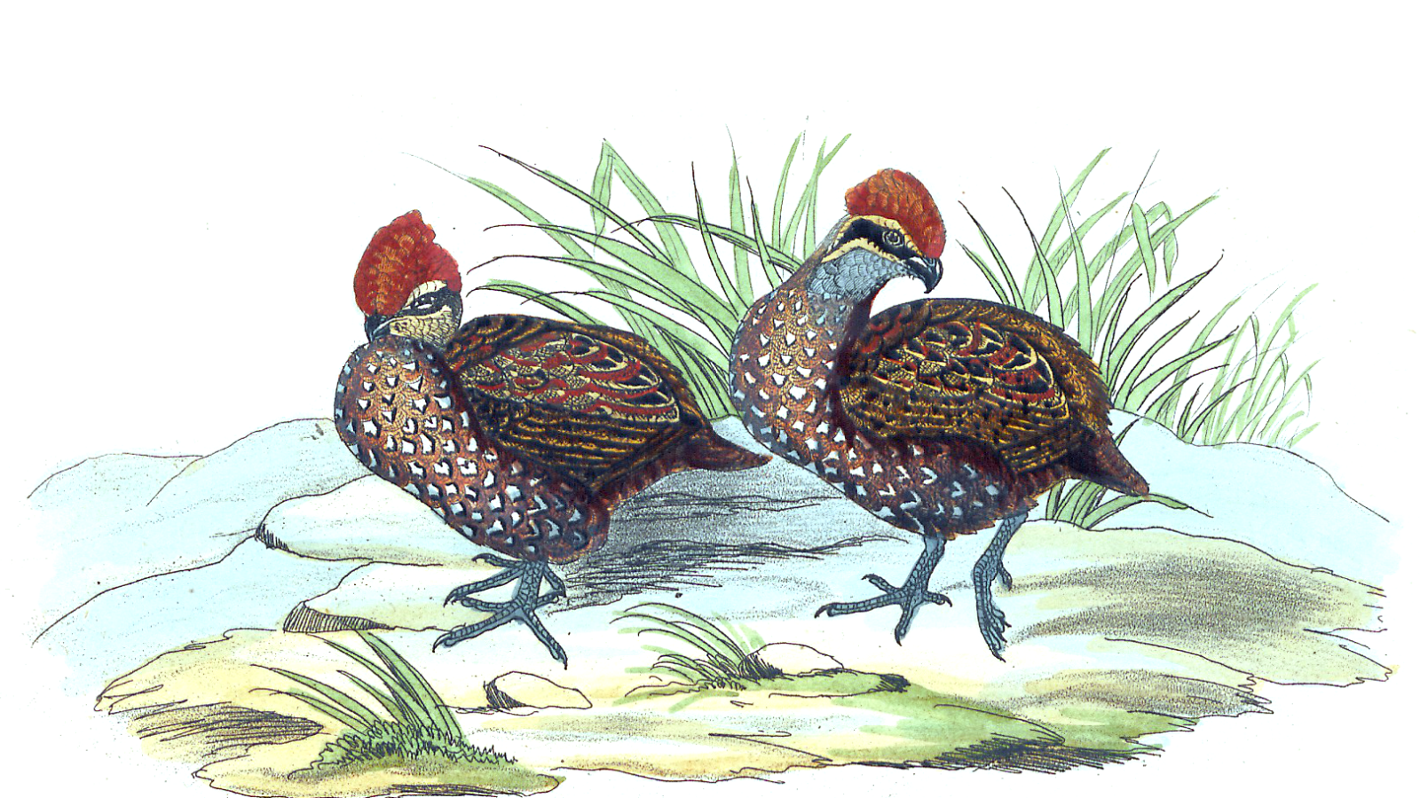 Stripe-faced Wood Quail