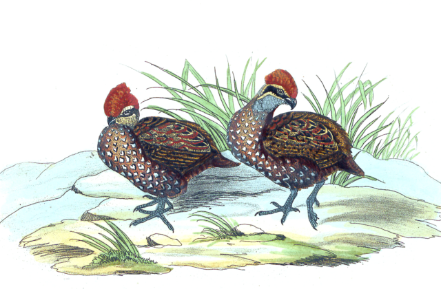 Stripe-faced Wood Quail