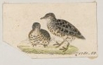 Fynbos Buttonquail