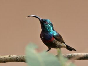 Loten’s Sunbird