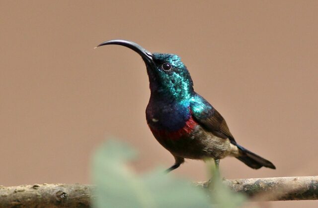 Loten’s Sunbird