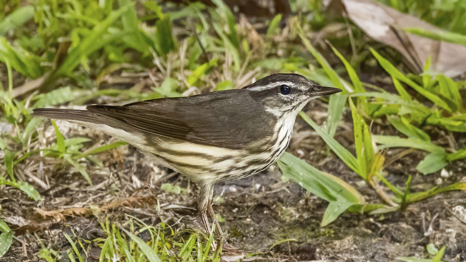 Louisiana Waterthrush