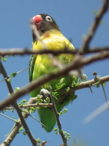 Yellow-collared Lovebird