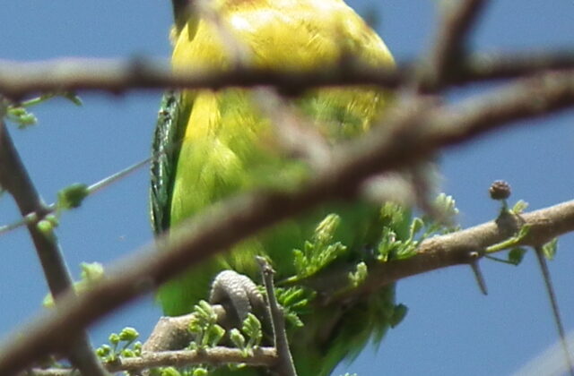 Yellow-collared Lovebird