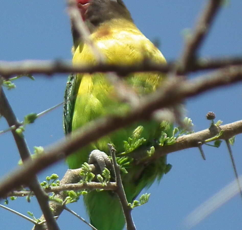 Yellow-collared Lovebird