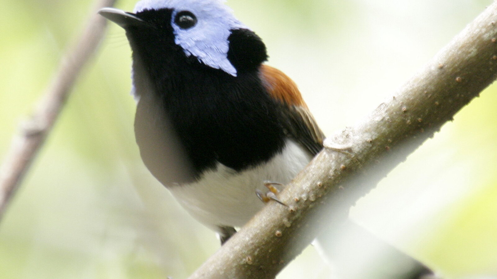 Lovely Fairywren