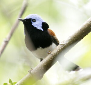 Lovely Fairywren