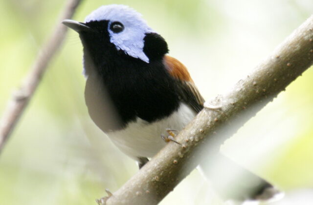 Lovely Fairywren