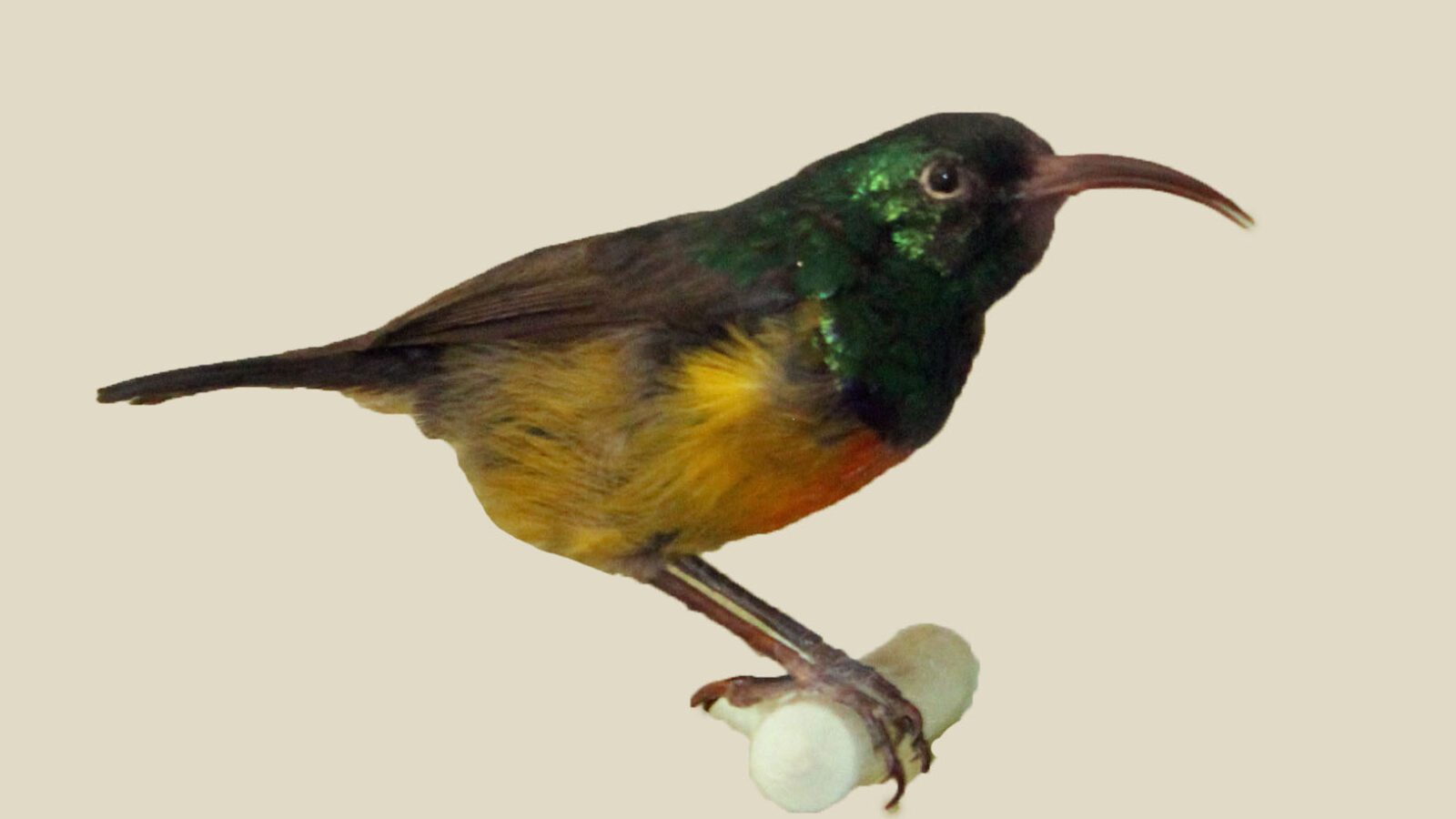 Loveridge’s Sunbird