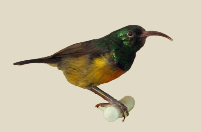 Loveridge’s Sunbird