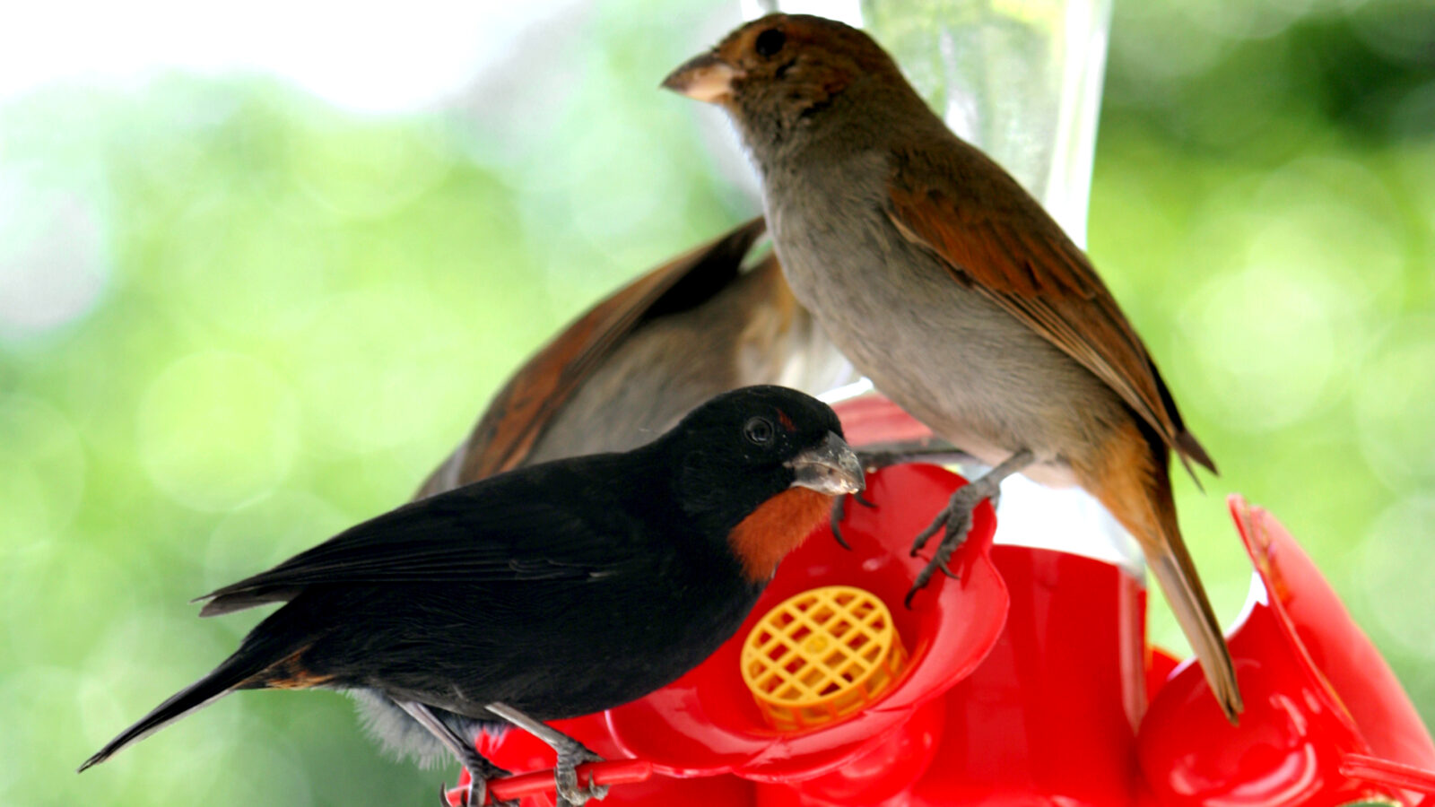 Lesser Antillean Bullfinch