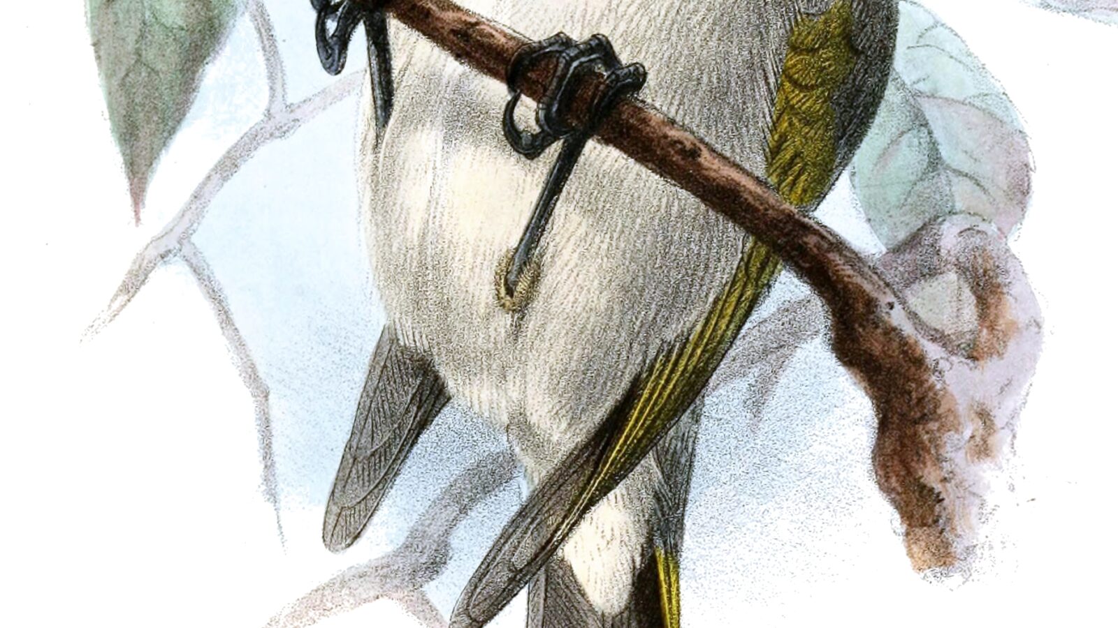 Palila