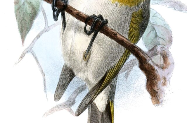 Palila