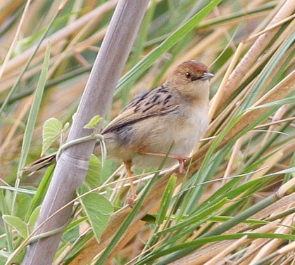 Luapula Cisticola