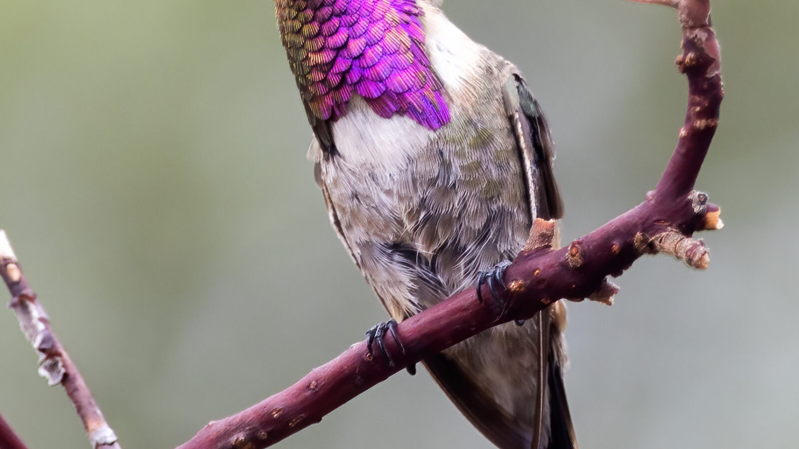 Lucifer Sheartail