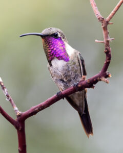 Lucifer Sheartail