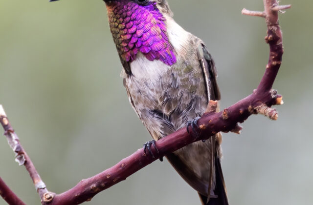 Lucifer Sheartail