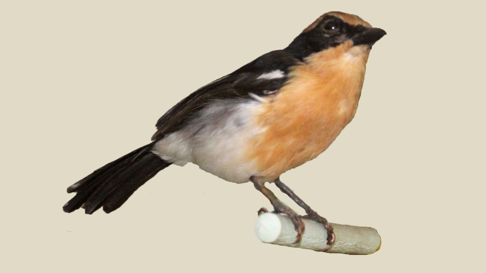 Lühder’s Bushshrike