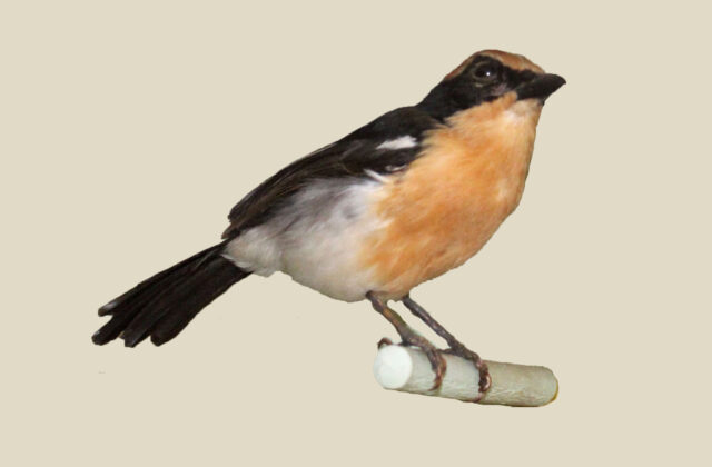 Lühder’s Bushshrike
