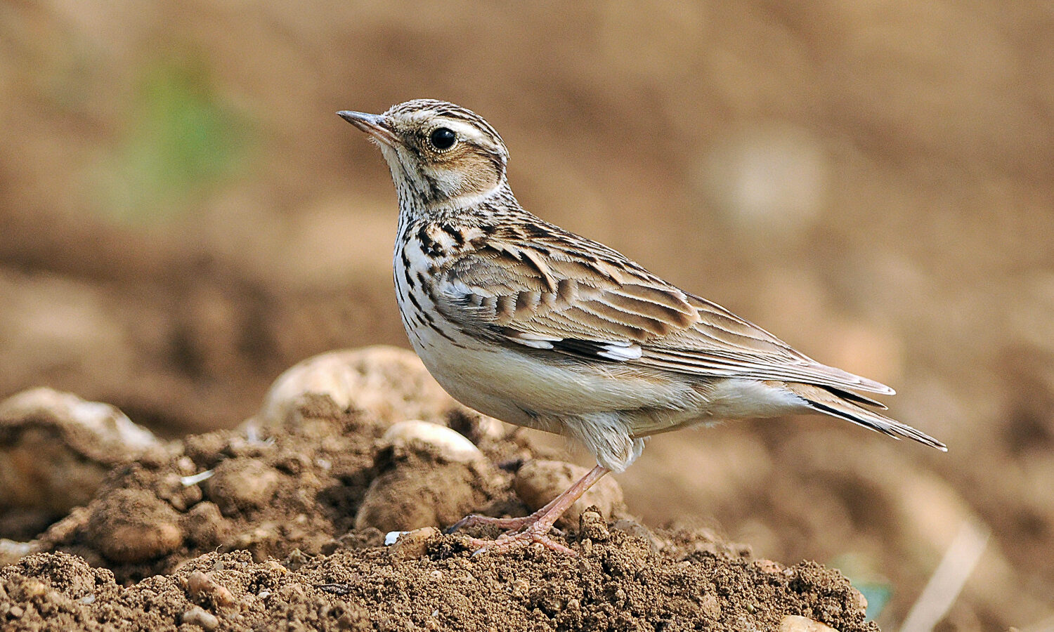 Woodlark